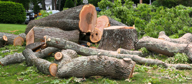 Professional Tree Services in Hebron, IN